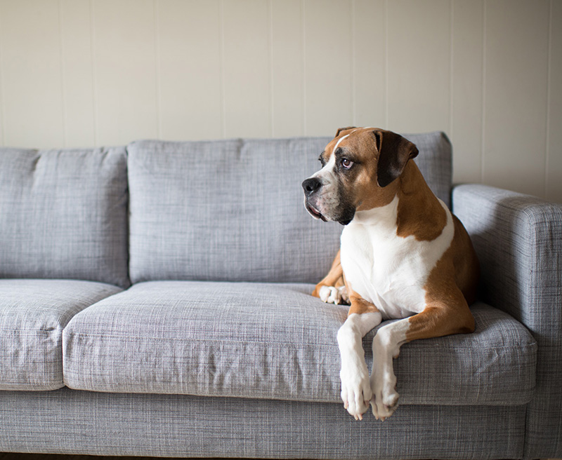 dog on the couch photo