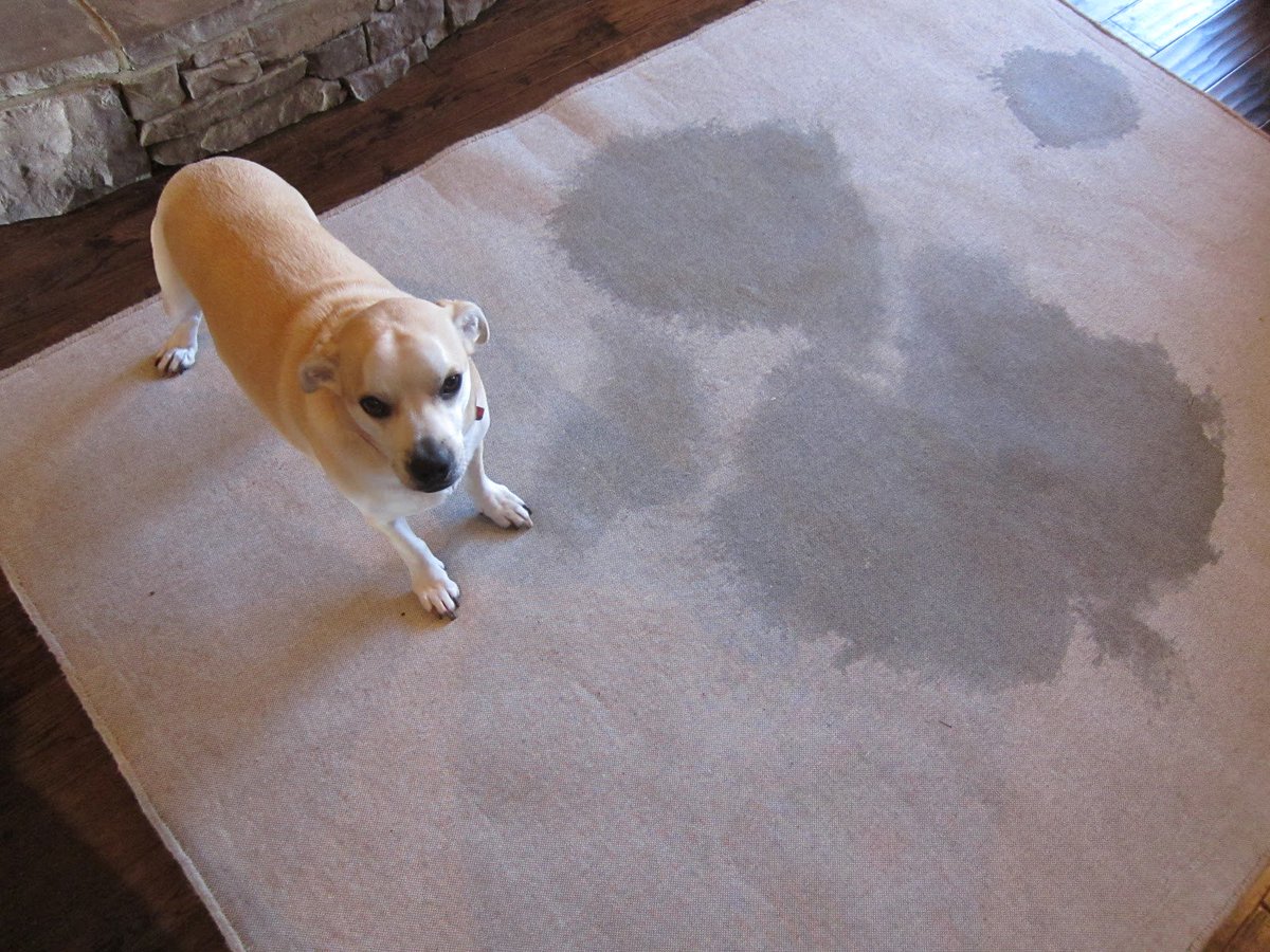 preparation for carpet cleaning