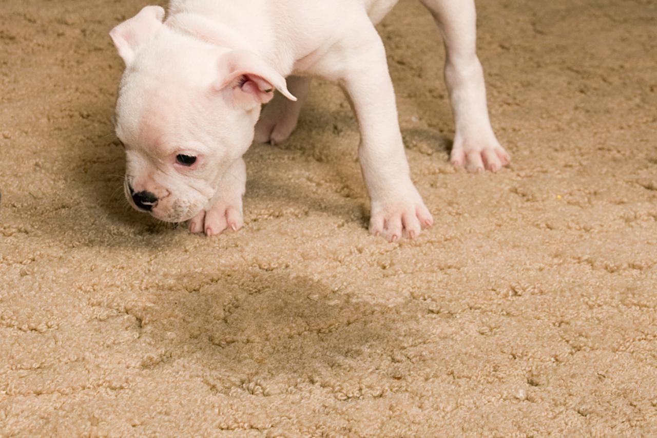 dog on the carpet