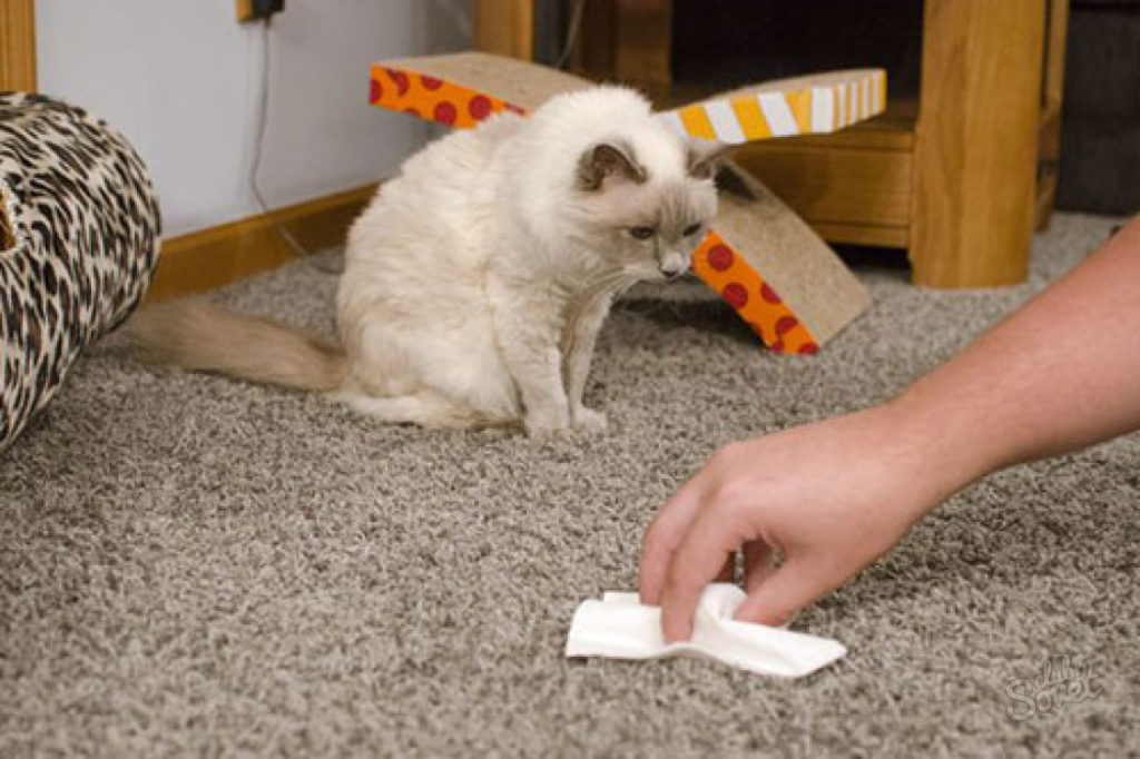 how to get rid of the smell of urine on the carpet