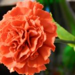 cloth carnation