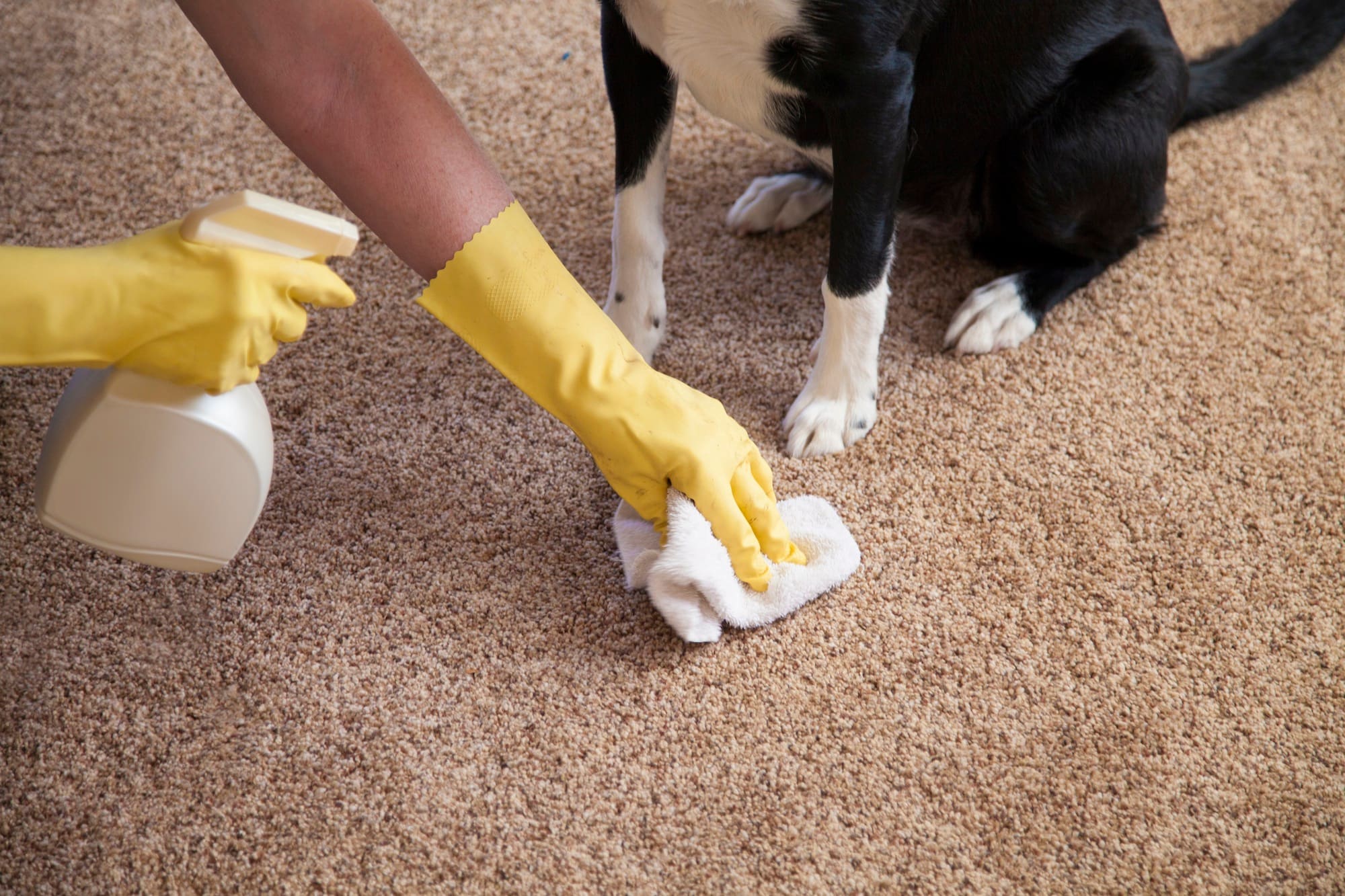 how to clean carpet photo