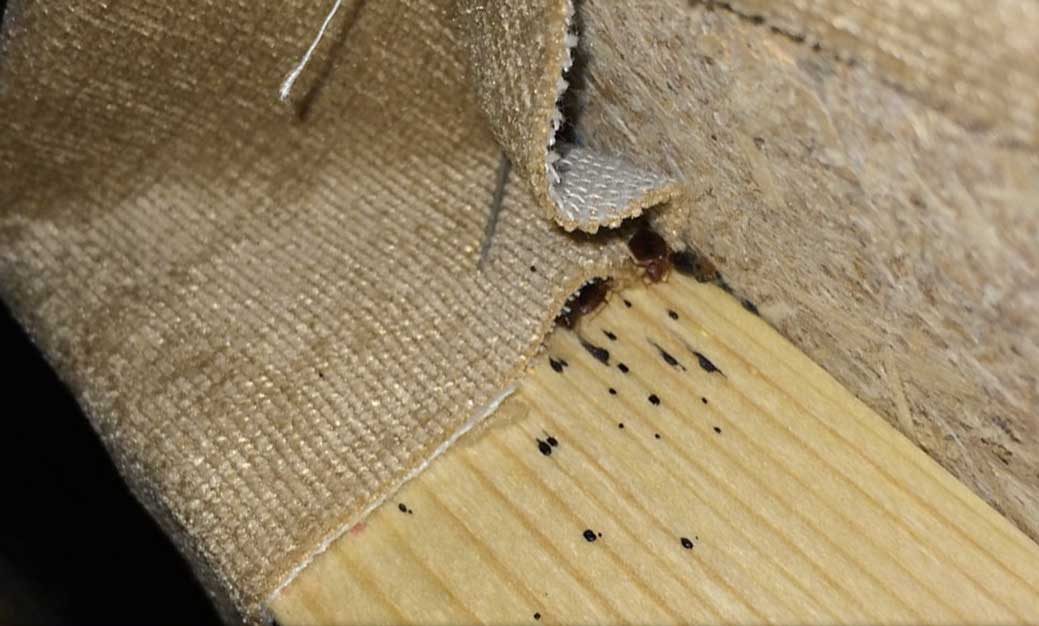 how to get bedbugs out of the couch