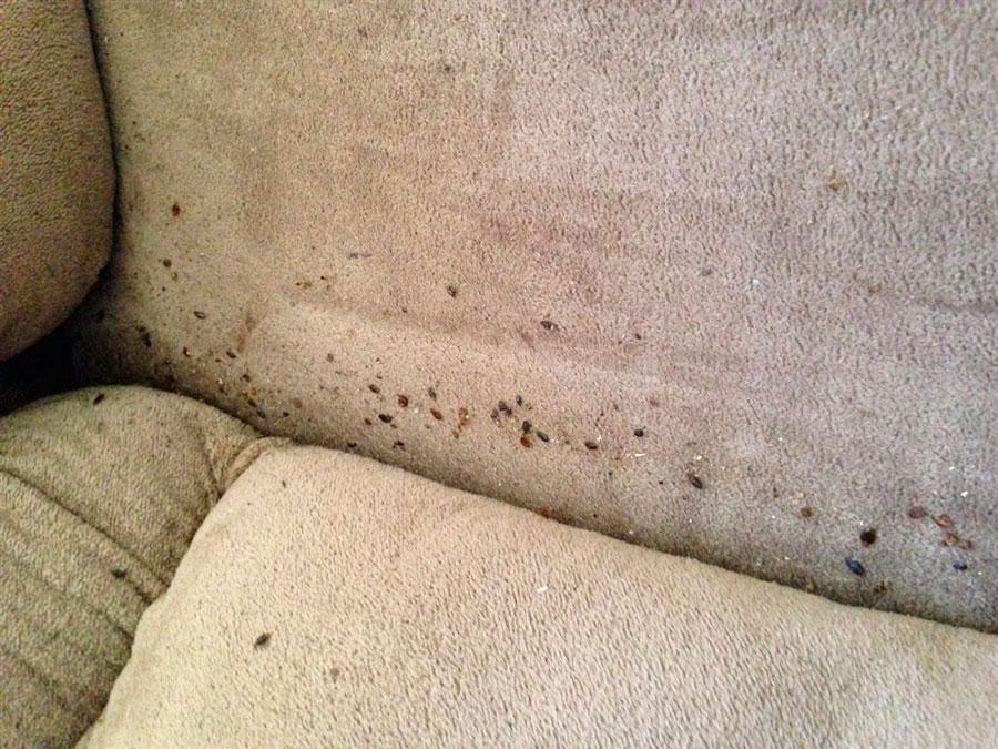 bed bugs in the couch