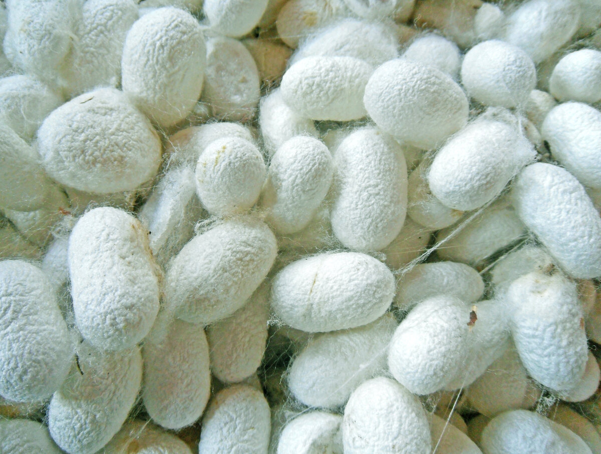 silkworm cocoons