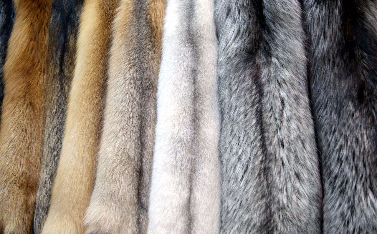 White fur