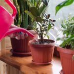 watering flowers