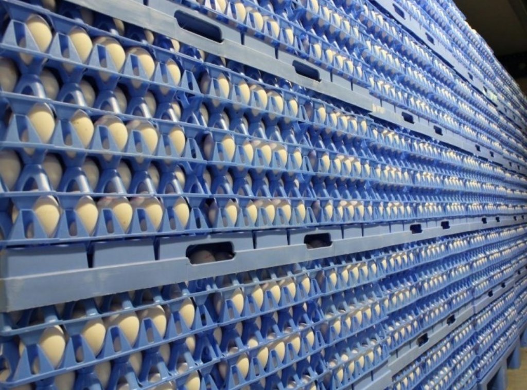 eggs in stock