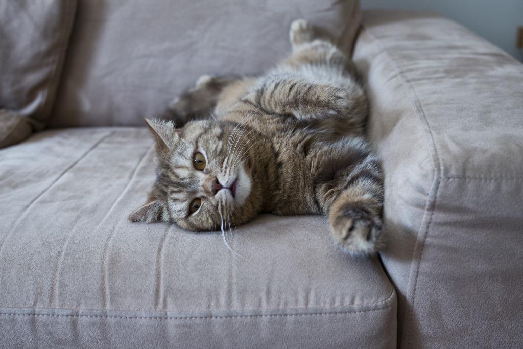 chat sur le canapé