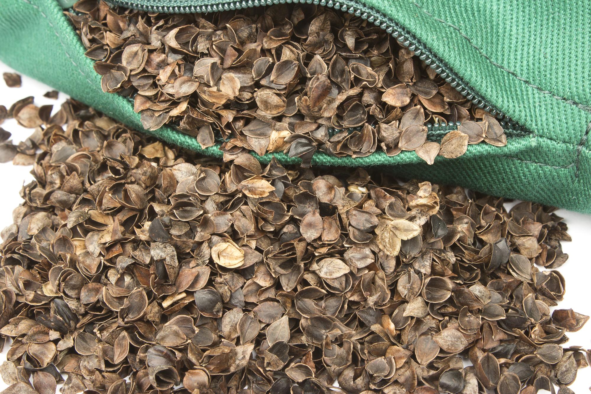 buckwheat husk